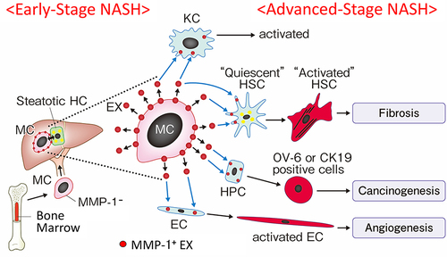 Figure 5 Schematic presentation of a hypothesis that sequential MMP-1 expression in a variety of cell populations in the liver modulates progression of NASH. CD34+ monocytic progenitor cells acquire an MMP-1-positive phenotype through interaction with steatotic hepatocytes after infiltrating early-stage NASH liver. MMP-1-containing exosomes secreted from monocytic lineage cells are then transduced to the neighboring other types of cells, which in turn modulates a number of pathophysiologic aspects of NASH.