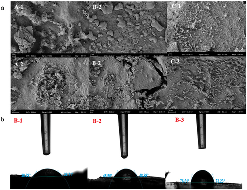 Figure 3. SEM images and water contact angles of the three coatings: of SA/LA-GG/β-CD-FEO (A-1, A-2), CMC-Na/LA-GG/β-CD-FEO (B-1, B-2), KGM/LA-GG/β-CD-FEO (C-1, C-2) SEM and SA/LA-GG/β-CD-FEO (B-1), CMC-Na/LA-GG/β-CD-FEO (B-2), KGM/LA-GG/β-CD-FEO (B-3).