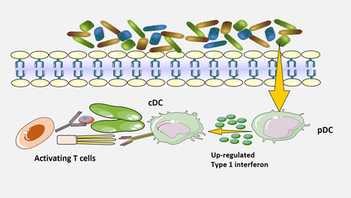Figure 5. Antigen-presenting cells can be reprogrammed by microbiota.