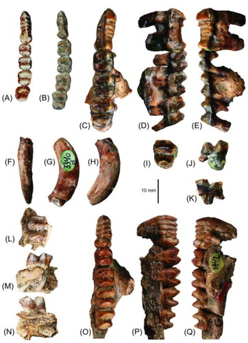 Fig. 2. Left P3–M4 of A, Dorcopsis luctuosa specimen ANWC CM3646 and B, Dorcopsoides fossilis specimen ‘ASP8810’, in occlusal view; C–E, left P3–M3 of Dorcopsoides buloloensis referred specimen NHMD 193273 in occlusal, lingual and buccal views; F–H, left I1 in anterior, medial and lateral views; and I–K, right M4 in occlusal, lingual and buccal views; L–N, left M3 of D. buloloensis referred specimen NHMD 193282 in occlusal, buccal and lingual views; and O–Q, left P3–M4 of Watutia novaeguineae holotype in occlusal, lingual and buccal views.