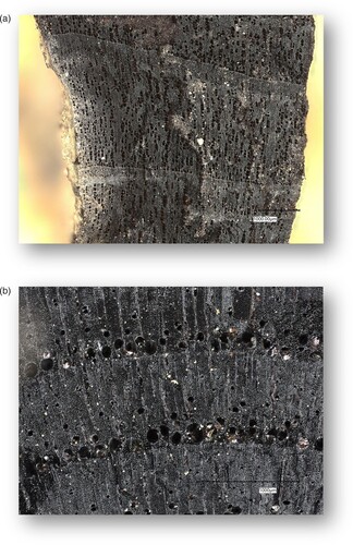 Figure 10 . (a) Charcoal fragment of Alnus (alder) recovered from Dalton Park Wood. (b) Charcoal fragment of Fraxinus (ash) recovered from Dalton Park Wood.