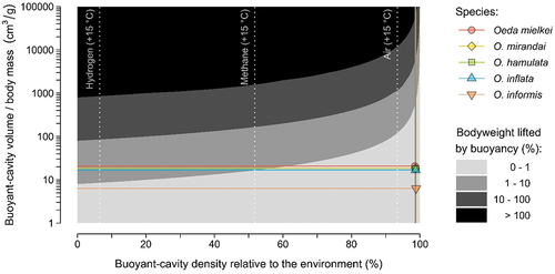 Figure 2. Animal buoyancy across theoretical conditions of body cavity size and density differential relative to the environment. Coloured symbols and lines represent median values of Oeda species with thoraxes filled with sun-heated air. Dotted lines depict density differentials with cavities filled with air, methane, and hydrogen at a presumed physiological thermal limit of 15°C above the environment (Hoffman et al. Citation2013). The y-axis points at which dotted lines intersect with the limit of the black area represent the buoyant cavity volumes necessary to overcome the body weight. Calculations based on reference conditions of environment temperature of 15°C and air density of 1.225 kg/m3.