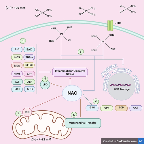 Figure 1 Hypothetical integrated molecular mechanisms of NAC action on cisplatin toxicity. (1). Reduction of inflammatory marker levels and oxidative stress. (2) Direct antioxidant activity of NAC against reactive oxygen species. Exocytosis and endocytosis processes and subsequently exert their action through various mechanisms. (3) Increase intracellular glutathione reserves and enhance detoxifying activity by detoxifying activity by antioxidant enzymes. (4) Inactivation of primary toxic products of lymphocyte (4) Inactivation of primary toxic products of lipoperoxidation. (5) Avidity of NAC by aqueous cisplatin species. (6) Inhibition of mitochondrial transfer.
