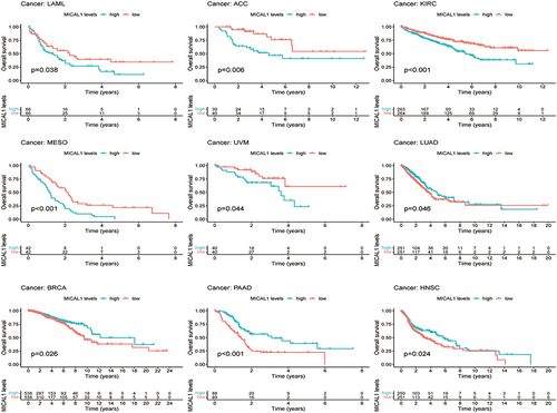 Figure 3. Kaplan-Meier curves showing overall survival of cancer patients stratified by MICAL1 expression levels. In LAML, ACC, KIRC, MESO, and UVM patients, high MICAL1 expression was associated with significantly worse overall survival compared to low expression. In LUAD, BRCA, PAAD and HNSC patients, low MICAL1 expression was associated with significantly worse overall survival compared to high expression.