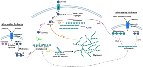 Figure 2. Glycogen metabolism pathways in gut commensal bacteria.