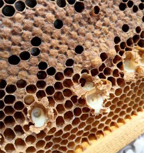 Figure 1. Royal jelly in royal cells inside a hive.
