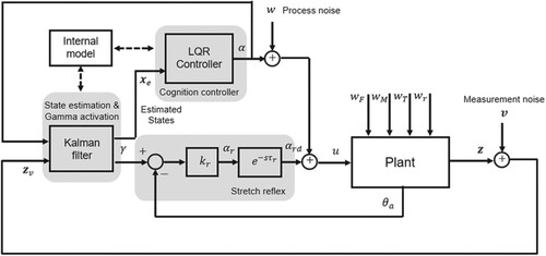 Figure 2. Block diagram of the linear driver-steering-vehicle model. The plant comprises the vehicle and steering system, including the driver's steering muscles. Plant disturbances are white noises wF, wM, wT and wr that are filtered in the plant. Plant outputs z are perturbed with measurement noise v. The plant is actuated by a muscle activation signal u, comprising cognitive LQR control α, reflex action αrd and process noise w. The Kalman filter receives an efference copy from the LQR. The Kalman filter generates estimates xe of the plant states for use by the LQR.