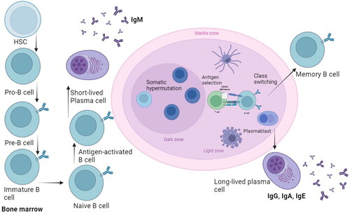 Figure 1. Development of human B cells.