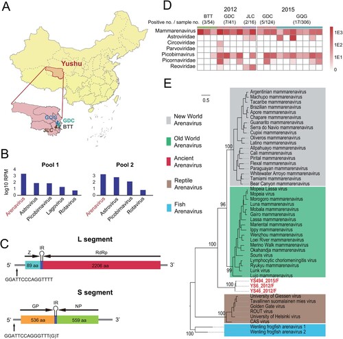 Figure 1. A novel arenavirus discovered in plateau pikas. (A) A map showing the location of sampling sites in Yushu, Qinghai Province, China. Samples were collected from the GQG, GDC, BTT and JLC counties. (B) The dominant mammalian virus discovered in the intestinal contents of plateau pikas by RNA-seq. (C) A schematic of the genome organization of PPV. (D) The distribution of PPV and the abundance of the dominant mammalian virus from plateau pikas in 2012 and 2015. Darker colour reflects higher virus abundance. (E) Phylogenetic analysis of PPV and other arenaviruses. PPVs are marked with red.
