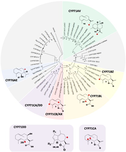Figure 2. Phylogeny of cytochrome P450 enzymes (CYPs) that oxidize sesquiterpenes. Neighbour-joining tree with 500 bootstraps, outgroup: AaC4H, subfamilies with CYPs oxidizing sesquiterpenes but not involved in STL biosynthesis are colored grey. CYP subfamilies involved in STL biosynthesis are shown in green (CYP71AV), yellow (CYP71BZ), orange (CYP71BL), red (CYP71CB and AX), purple (CYP71CA and DD) and blue (CYP76AE). The positions of the oxidized carbons of the substrate are indicated by a red asterisk. (38): R1=R2=H, (40): R1=O, R2=OH.