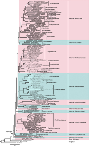 Figure 1. Phylogeny of Agaricales inferred from a matrix containing 555 single-copy orthologs based on the maximum likelihood (ML) analysis method. Nodes without numeric labels are supported with 100% BS.