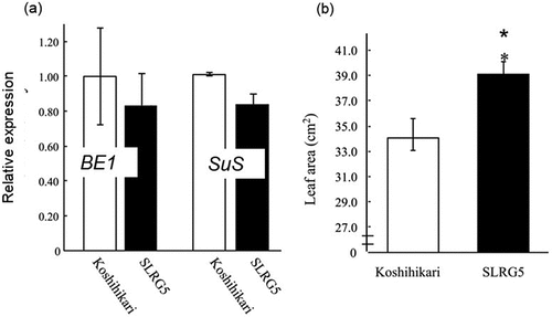 Figure 2. (a) Relative expression of key genes for starch synthase in 5th (lower) part of third sheath and (b)third leaf area of Koshihikari (white box) and SLRG5 (black box). BE1:branching enzyme 1; SuS: sucrose synthase. *means P<0.05