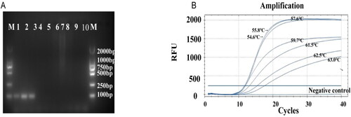 Figure 1. Screening and optimization of D. citri primers. (A) Specific amplification via the primers DcitTUB-F/DcitTUB-R for D. citri; agarose gel electrophoresis parameters: 25 min, 110 V, 1.5% agarose gel. M: DL2000 DNA Marker (TaKaRa, Dalian Co., Ltd.); Lanes 1–3: D. citri; Lane 4: Colletotrichum gloeosporioides; Lane 5: C. gloeosporioides; Lane 6: D. lithocarpus; Lane 7: Diplodia natalensis Evans; Lane 8: Guignardia citricarpa; Lane 9: D. nobilis; Lane 10: Asymptomatic citrus leaves. (B) Curves for determination of the optimal annealing temperature for the primer pair DcitTUB-F/DcitTUB-R.