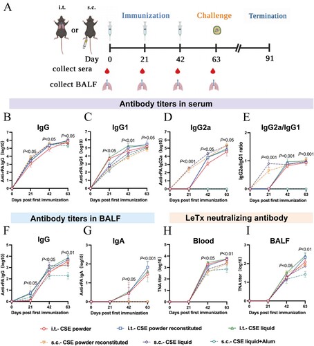 Figure 3. Immune responses and LeTx neutralizing antibodies after mice were immunized with different CSE vaccines. (A) Schematic timeline of immunization, challenge, and sera and BALF collection. (B, C, D, E) Reciprocal titers of (B) IgG, (C) IgG1, (D) IgG2a, and (E) IgG2a/IgG1 antibodies to CSE in serum. (F, G) Reciprocal titers of (F) IgG and (G) IgA antibodies to CSE in BALF. (H, I) Neutralizing antibody titers to CSE in (H) serum and (I) BALF. TNA titers were determined as inflection points on antibody dilution curves and reported as effective dilution at 50% inhibition of anthrax LeTx toxicity. Values were then log10-transformed.