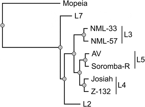 Figure 1. Phylogenetic analysis of the LASV strains tested in cynomolgus monkeys. the tree was inferred using the PhyML Smart Model Selection [Citation21] general time-reversible plus gamma plus proportion of invariable sites model, performed on the L gene of the different LASV strains. The L gene of the Mopeia virus strain an 20410 was used to root the tree. as the sequence of the Z-132 strain is not publicly available, we used the sequence of Z-148, which is genetically similar [Citation15]. The LASV lineage is indicated on the right.