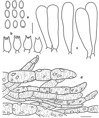 Figure 6. Microscopic features of Micropsalliota gigaspora (Holotype, KUN-HKAS 131119). (a) Basidiospores. (b) Basidia. (c) Cheilocystidia. (d) Pileus squamules. Bars: a – c = 10 μm; d = 20 μm.