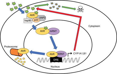 Figure 1 Canonical AhR signaling pathway.