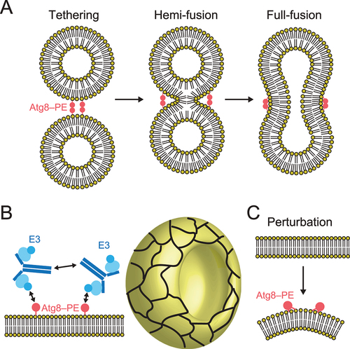 Figure 6. Molecular functions of the Atg8 and Atg12 conjugation systems in membrane dynamics. (A) Membrane tethering, hemi-fusion, and full-fusion activities of Atg8–PE. (B) Proposed model of membrane shaping by Atg8–PE and Atg12–Atg5–Atg16. Cyan ellipse, blue disc, and dark blue lines indicate Atg5, Atg12, and Atg16, respectively. Meshwork on the cup shape (isolation membrane) indicates a higher order assemblage of Atg8–PE and Atg12–Atg5–Atg16. (C) Membrane perturbation activity of Atg8–PE.