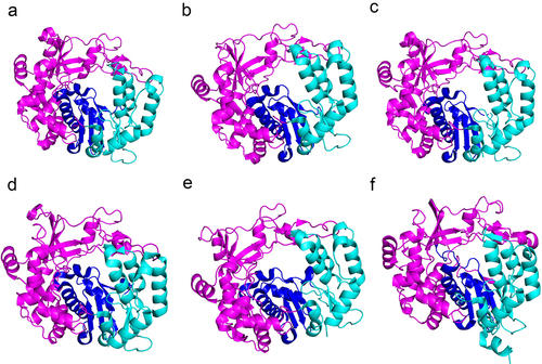 Figure 2. Structures of the RdRps of picornaviruses. a: EV-A71 3Dpol protein (PDB: 3N6L); b: EV-D68 3Dpol protein (PDB: 6L4R); c: CVA16 3Dpol protein (PDB: 5Y6Z); d: CVB3 3Dpol protein (PDB: 3DDK); e: PV 3Dpol protein (PDB: 4K4S); and f: FMDV 3Dpol protein (PDB: 6S2L). The palm, thumb and finger subdomains are shown in blue, cyan and magenta, respectively.