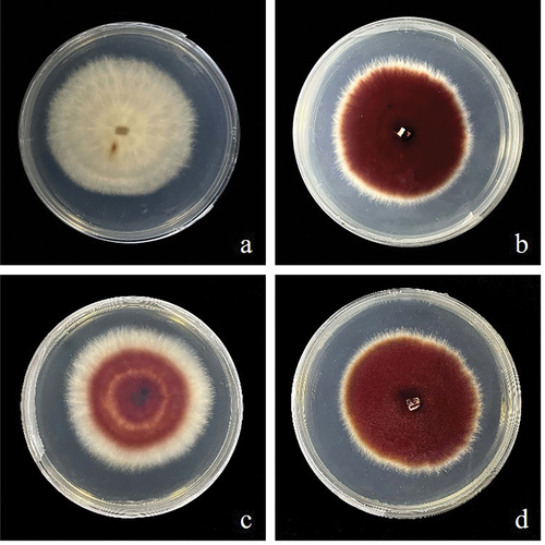 Figure 4. Images of wild type strains and SbTF-overexpressing transformants cultured for 144 h on PDA plates. (a) Wild type CNUCC C72. (b) Transformant CNUCC C72. (c) Wild type zzz816. (d) Transformant zzz816.