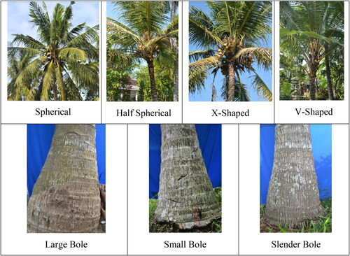 Figure 2. The variability crown and stem base shape of kopyor coconut.