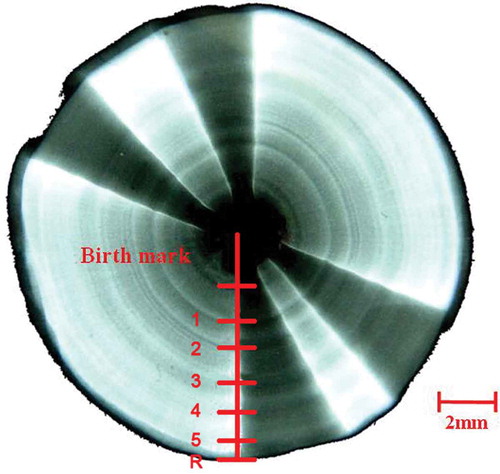FIGURE 2. An example X-ray image of a Blue Shark vertebral centrum (from a female, 205 cm TL) magnified by Adobe Photoshop CS4 version 11.0 and displayed on screen. The number of growth band pairs is depicted; R = the radius.