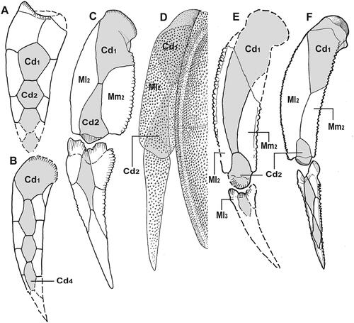 Fig. 3. Comparison of bone patterns in the pectoral appendage of various antiarch placoderms, with the dorsal central series of bones shaded (left appendage, dorsal view). A, Chucinolepis (Early Devonian, China), after Zhang et al. (Citation2001, fig. 3B); B, Remigolepis (Late Devonian, Greenland), after Stensiö (Citation1931); C, Asterolepis ornata (Middle Devonian, Europe), after Gross (Citation1931, pls V, VI); D, Dianolepis (Middle Devonian, China), from an unpublished restoration provided by Zhang Guorui; E, restoration of ANU V3391 from Jemalong (see Fig. 2D); F, Bothriolepis cellulosa (Upper Devonian, Europe), after Stensiö (Citation1948). Abbreviations: Cd1–4, dorsal central plate series of the pectoral appendage; gr, groove; Ml2–3, lateral marginal plate series of the pectoral appendage; Mm2, mesial marginal plate of the pectoral appendage. Bone terminology follows Stensiö (Citation1948, table 1).