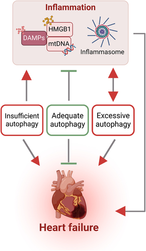 Figure 6. Interaction between autophagy and inflammation in heart failure The intricate interplay between sterile inflammation and autophagy is a central aspect of heart failure pathogenesis. This association encompasses the involvement of DAMPs (exemplified by mtDNA and HMGB1) and activation of inflammasomes which can be modulated by autophagy. Furthermore, the activation of inflammasomes results in amplification of autophagic activity to mitigate cellular damage from various stressors. Collectively, various forms of autophagy at the appropriate time and magnitude can be cardioprotective, whilst too much or too little are associated with worsening of adverse events.