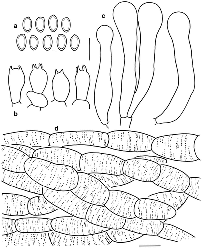 Figure 9. Microscopic features of Micropsalliota squarrosa (KUN-HKAS 128713). (a) Basidiospores. (b) Basidia. (c) Cheilocystidia. (d) Pileus squamules. Bars: a – c = 10 μm; d = 20 μm.