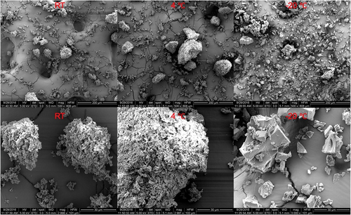 Figure 4. Microstructure of sago starch after the retrogradation treatment at RT, −20°C and 4°C for 5 days under scanning electron microscopy (SEM). Bottom graphs have a higher magnification compared to upper graphs. These graphs are collected from the literature.[Citation56]