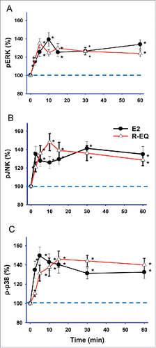 Figure 2. Time-dependent effects of E2 and R-eq on MAPK activations. Cells were exposed to physiologic levels of E2 (1nM), and dietary levels of R-eq (15nM) for 2.5 - 60 min. (A) Effects of E2 and R-eq on ERK phosphorylation (pERK). For E2 n = 56 spread over 6 experiments; for R-eq n=56 over 4 experiments. (B) Effects of E2 and R-eq on JNK phospho-activation (pJNK). For E2 or R-eq, n = 38 over 3 experiments. (C) Effects of E2 and R-eq on p38 phospho-activation (p-p38). For E2 n = 38 over 4 experiments; for R-eq n = 46 over 4 experiments. * = significant at p< 0.05 vs. control (vehicle) group.