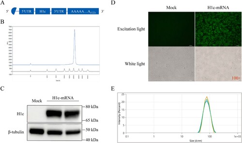 Figure 2. Design and identification of mRNA encoding H1c. (A) Sketch map showing the mRNA expressing H1c. (B) Integrity of the H1c-mRNA determined using Agilent 5200 Fragment Analyzer. (C) H1c expression in HEK293 T cells detected through WB assay. H1c-mRNA was transfected into HEK293 T cells using Lipofectamine™ MessengerMAX™ Reagent. The cells were harvested at 24 h after incubation, after which they were lysed and detected through the WB assay. (D) H1c expression confirmed by immunofluorescence staining. HEK293 T cells transfected with H1c-mRNA were fixed with 4% paraformaldehyde after incubation for 24 h, after which they were evaluated by immunofluorescence analysis. (E) Size distribution of H1c-mRNA-LNPs measured using Nano-ZS90 through the dynamic light scattering method. WB, western blotting.