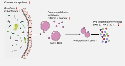 Figure 3. Depleted commensal symbionts negatively regulate the recruitment of immune cells.