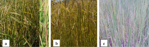 Figure 5. Symptoms of sheath rot (a), sheath brown (b), and brown spot (c) disease in a rice field in Ethiopia. Source: Zeleke et al. (Citation2019).