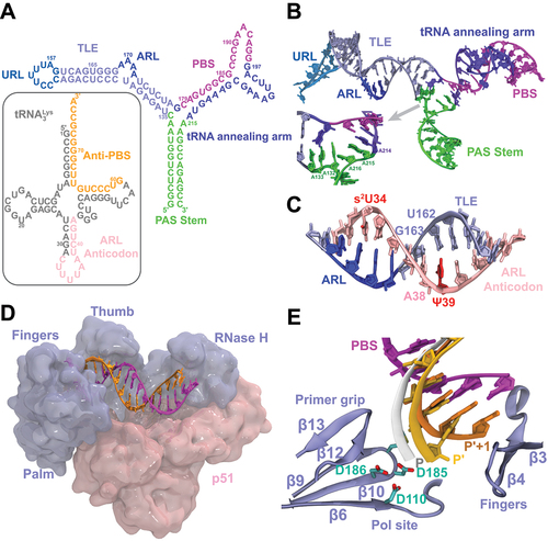 Figure 2. The initiation complex of the HIV-1 reverse transcription. Shown are (A) the secondary structures of the PBS-segment RNA and the tRNA3Lys primer with various structural motifs uniquely colored and labeled; (B) the side-view snapshot of the PBS-segment RNA with key structural motifs uniquely colored and labeled following the color scheme defined in panel A (PDB 7LVA) [Citation47]; and (C) the side-view snapshot of the ARL anticodon of the tRNA3Lys (pink) annealed to the ARL (blue) of the HIV-1 TLE (light blue; PDB 2K7E) [Citation46]. The modifications in the ARL anticodon motif are highlighted in red. The snapshots in panels B and C utilize the first frame of the corresponding NMR structure. (D) The side-view snapshot of the HIV-1 reverse transcription initiation complex (PDB 6HAK) [Citation48] is shown with two RT domains, the p66 and p51 domains, highlighted in light blue and pink, respectively. The dsRNA structure is colored following the color scheme in panel A. (E) Two conformations of the 3′ end of the anti-PBS segment of the tRNA3Lys primer annealed to PBS at the RTIC are shown along with the vDNA strand from the elongation complex at the P site (PDBs 6B19, 6HAK, 5TXL) [Citation48–50]. The primer conformations correspond to superimposed functional states of the RTIC on the elongation complex with vDNA: state 1 (dark orange; P′+1) and state 2 (light orange; P′) and the elongation complex (white; P).