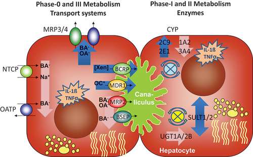 Figure 1. Principles of phase 0-III metabolism regulation in steatotic liver disease (updated from Dietrich 2017). right panel: changes in hepatic transporter systems (phase 0 and III); left panel: changes in enzymes (phase I and II). Structural changes and inflammatory mediators are indicated as applicable.