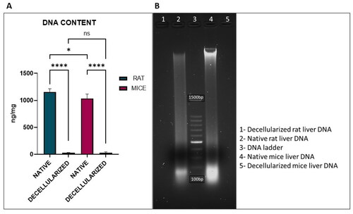 Figure 6. Quantification of DNA in decellularized rat and mice liver. (A) Residual DNA content (*p < .05, ****p < .0001) and (B) DNA gel electrophoresis.