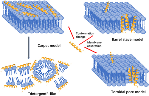 Figure 2 Three models of action for extracellular AMP activity include the carpet model, barrel stave model and toroidal pore model.Citation114
