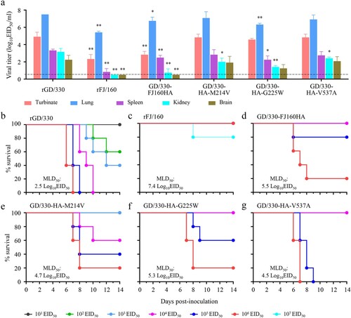 Figure 2. Replication and lethality of H5N6 avian influenza viruses in BALB/c mice. (a) Virus titers in organs of mice inoculated intranasally with 106.0 EID50 of different H5N6 viruses. Organs were collected on day 3 post-inoculation for virus titration in eggs. Data are means ± standard deviations (SD). The dashed lines indicate the lower limit of virus detection. The statistical analysis was conducted by using multiple t tests with GraphPad Prism 8 software. *, P<0.05 compared with the virus titers in the corresponding organs of rGD/330 virus-infected mice. **, P<0.01 compared with the virus titers in the corresponding organs of rGD/330 virus-infected mice. (b–g) MLD50 for mice infected with each indicated virus.