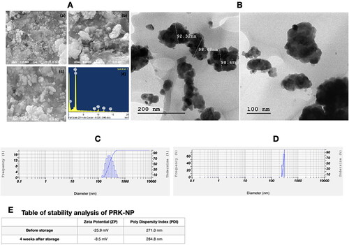 Figure 3. Characterization of PRK-NP morphology by scanning electron microscopy (SEM), energy dispersive spectroscopy (EDAX), and transmission electron microscopy (TEM). (A1–A3) SEM images of products fabricated by solid state synthesis with different reaction times. (A4) The EDAX scan indicates the presence of Hg and S in the product. (B) TEM images at different resolutions reveal an average particle size of 90–100 nm. (C) Size (diameter) distribution of PRK-NPs before storage. (D) Size distribution after storage for 4 weeks. (E) Zeta potential and particle dispersity index (DPI) as metrics of particle stability in storage.