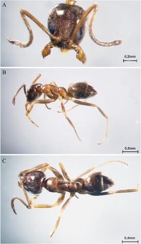 Figure 3. Linepithema humile worker, individual collected in March 2023 from the municipality of Le Tampon (97430). A, Full-face view; B, lateral view; C, dorsal view.