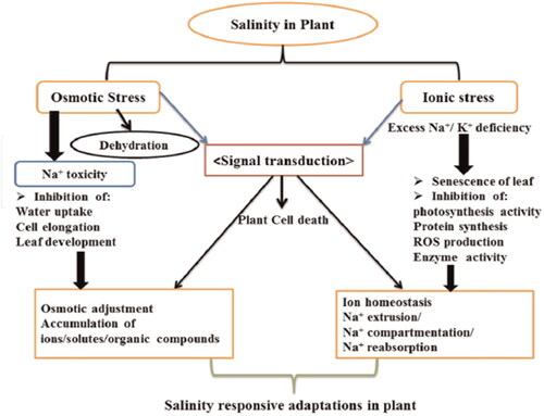 Figure 2. Salinity response adaptations in plants, extracted from Hussain et al. (Citation2019).