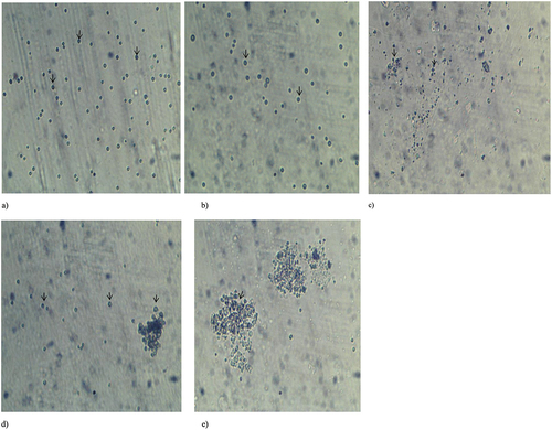 Figure 4. Morphological alteration of Nannochloropsis oculata in diesel at the end of the experiment; a) N. oculata before experiment, b) 0% WSF, c) 25% WSF, d) 50% WSF and e) 100% WSF of kerosene, respectively. Magnification × 100, arrows highlight algal cells.