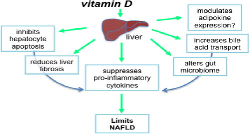 Figure 2. Through several possible interrelated processes, vitamin D may slow the course of NAFLD (Source: Gorman et al., Citation2015).