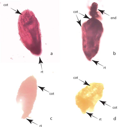 Figure 5. Seed viability according tetrazolium test: (a) dark red coloured viable embryo; (b) dark red coloured viable embryo with part of endosperm; (c) light red coloured viable embryo; (d) nonviable colourless embryo. Abbreviations: cot, cotyledon; end, endosperm; rt, root tip.