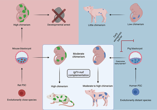 Figure 5 Applications of Igf1r-null blastocyst complementation for rat-mouse and human-pig chimeras.