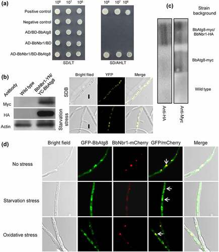 Figure 7. Nbr1 is associated with autophagosomes in B. bassiana. (a) Yeast two-hybrid (Y2H) assay was used to test the interaction between BbAtg8 and BbNbr1. Yeast strains were initially grown on SD/Leu-Trp (LT) medium and confirmed on SD/Ade-His-Leu-Trp (SD/AHLT). Positive and negative controls were provided by kit. Methods for bimolecular fluorescence complementation (b) and co-immunoprecipitation (co-IP) assays (c) were as same as those in Fig. 4. The N-terminal and C-terminal fragments of yellow fluorescent protein (YFP) (YN and YC) were fused to BbNBR1 and BbATG8, respectively. In co-IP, BbATG8 and BbNBR1 were fused to Myc and HA, respectively. (d) In co-localization experiment, the fusion genes GFP-BbATG8 (representing autophagosomes) and BbNBR1-mCherry were transformed into the wild-type strain. Microscopy imaging revealed that the red signals co-localized with the green signals in the stressed and non-stressed mycelia. The arrows indicate the association between the red and green signals. Bar: 5 µm.