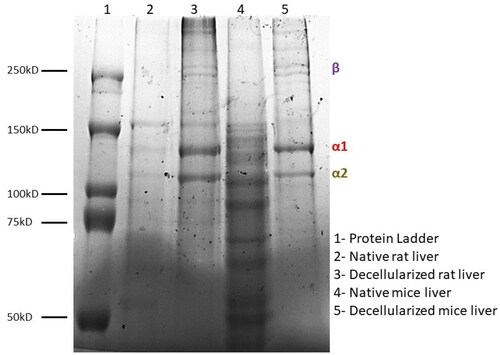 Figure 7. SDS PAGE to determine protein molecular weight distributions in the decellularized liver tissues of rat and mice.