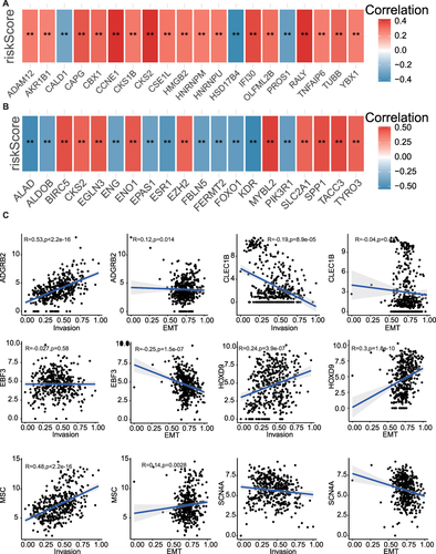 Figure 7 Correlation analysis of metastasis/invasion indicators in HCC. (A) The correlation between risk scores and invasion-related related genes. (B) The correlation between risk scores and EMT related genes. (C) The correlation between MPRGs and invasion score, EMT score. ** P < 0.01.