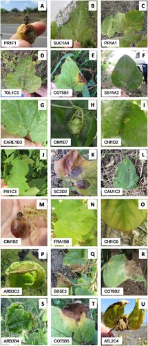 Figure 2. Disease symptoms on Passiflora foetida s.l. (confirmed with sequencing) in the field from which fungal isolates found to be pathogenic in subsequent assays were recovered (Table 1). The isolate identification number is included on the bottom left corner of each photograph.